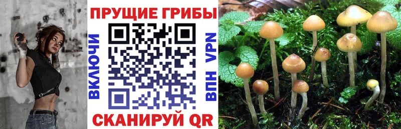 Галлюциногенные грибы GOLDEN TEACHER Ачхой-Мартан